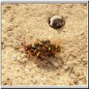 Nomada lathburiana - Wespenbiene 01.jpg